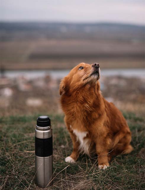 cute dog with thermos outdoors